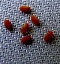  Seeds